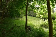 Verkauf Einfamilienhaus Suhl Goldlauter Waldstück